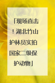 现场直击！湖北竹山护林员实拍国家二级保护动物