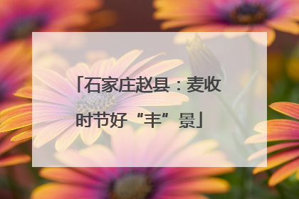 石家庄赵县：麦收时节好“丰”景