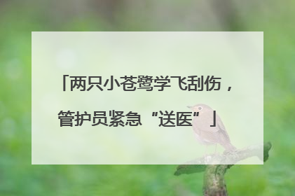 两只小苍鹭学飞刮伤，管护员紧急“送医”