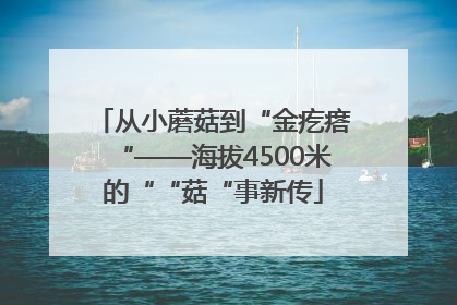 从小蘑菇到“金疙瘩“——海拔4500米的““菇“事新传