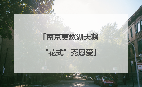 南京莫愁湖天鹅“花式”秀恩爱