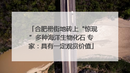 合肥罍街地砖上“惊现”多种海洋生物化石 专家：具有一定观赏价值
