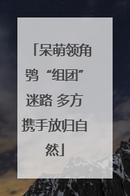 呆萌领角鸮“组团”迷路 多方携手放归自然