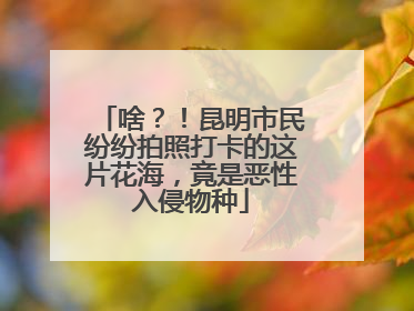 啥？！昆明市民纷纷拍照打卡的这片花海，竟是恶性入侵物种