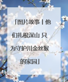 图片故事丨他们扎根深山 只为守护川金丝猴的家园