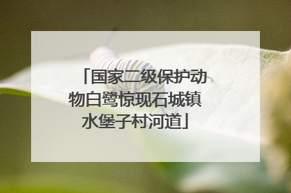 国家二级保护动物白鹭惊现石城镇水堡子村河道