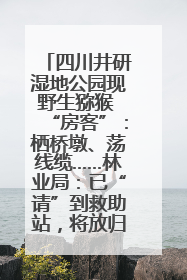 四川井研湿地公园现野生猕猴 “房客”：栖桥墩、荡线缆……林业局：已“请”到救助站，将放归自然