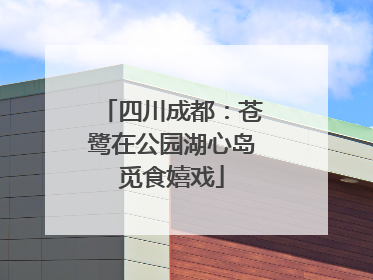 四川成都：苍鹭在公园湖心岛觅食嬉戏