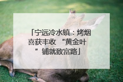 宁远冷水镇：烤烟喜获丰收 “黄金叶”铺就致富路