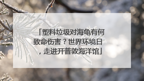 塑料垃圾对海龟有何致命伤害？世界环境日，走进开普敦海洋馆