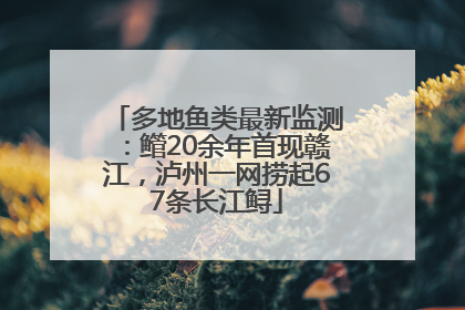 多地鱼类最新监测：鳤20余年首现赣江，泸州一网捞起67条长江鲟