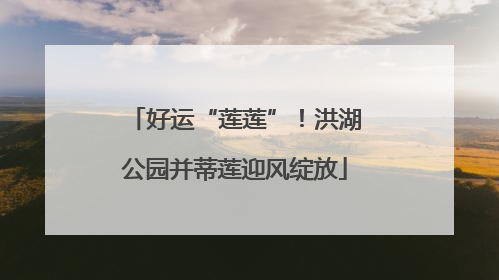 好运“莲莲”！洪湖公园并蒂莲迎风绽放