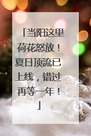 当阳这里荷花怒放！夏日顶流已上线，错过再等一年！