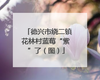 德兴市绕二镇花林村蓝莓“紫”了（图）