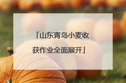 山东青岛小麦收获作业全面展开