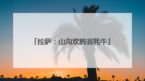 拉萨：山沟欢腾赛牦牛