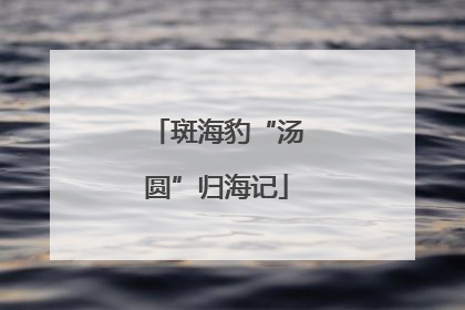 斑海豹“汤圆”归海记