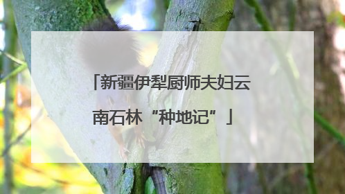新疆伊犁厨师夫妇云南石林“种地记”