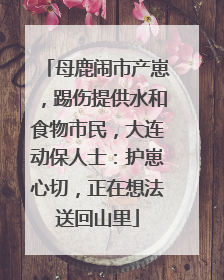 母鹿闹市产崽，踢伤提供水和食物市民，大连动保人士：护崽心切，正在想法送回山里