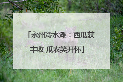 永州冷水滩：西瓜获丰收 瓜农笑开怀