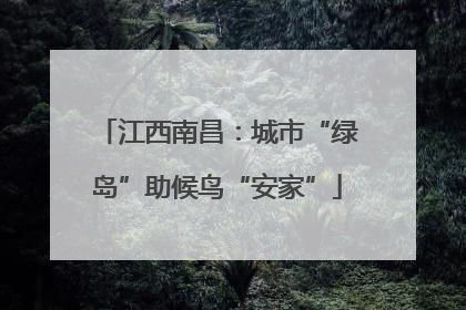 江西南昌：城市“绿岛”助候鸟“安家”