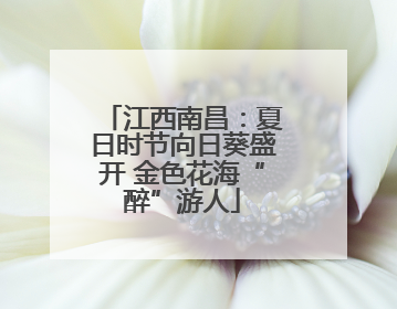 江西南昌：夏日时节向日葵盛开 金色花海“醉”游人