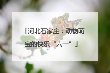河北石家庄：动物萌宝的快乐“六一”