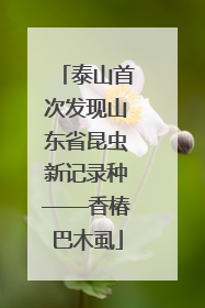 泰山首次发现山东省昆虫新记录种——香椿巴木虱