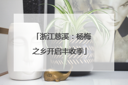 浙江慈溪：杨梅之乡开启丰收季