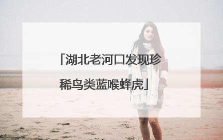 湖北老河口发现珍稀鸟类蓝喉蜂虎