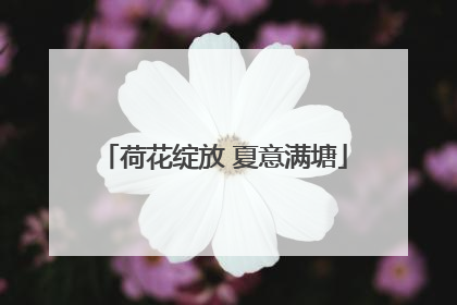 荷花绽放 夏意满塘