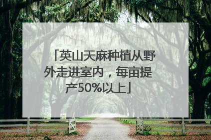 英山天麻种植从野外走进室内，每亩提产50%以上