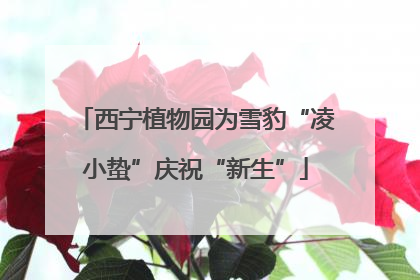 西宁植物园为雪豹“凌小蛰”庆祝“新生”