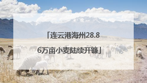 连云港海州28.86万亩小麦陆续开镰