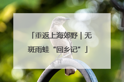 重返上海郊野｜无斑雨蛙“回乡记”
