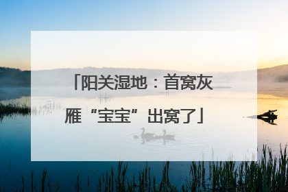 阳关湿地：首窝灰雁“宝宝”出窝了