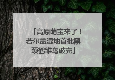高原萌宝来了！若尔盖湿地首批黑颈鹤雏鸟破壳